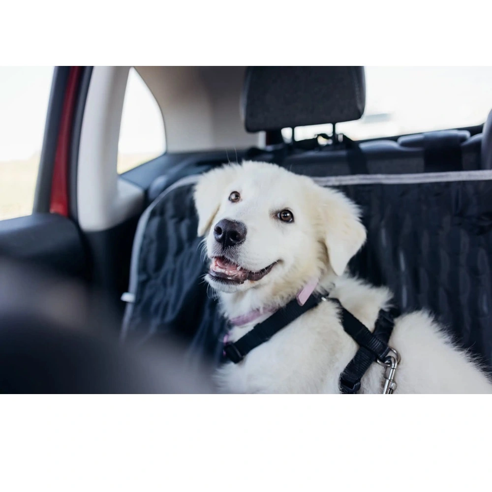 Sådan rejser du med din hund eller kat i bil eller offentlig transport